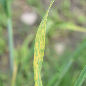 Wheat streak mosaic on leaf