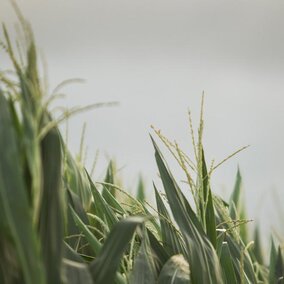 Corn field