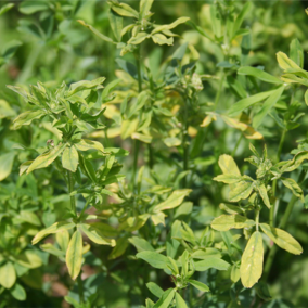 Drought-stressed alfalfa field