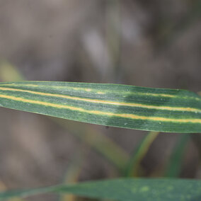 Cephalosporium stripe on wheat