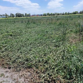 Winter pea field damage