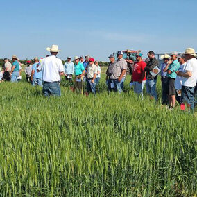 Farmers in field