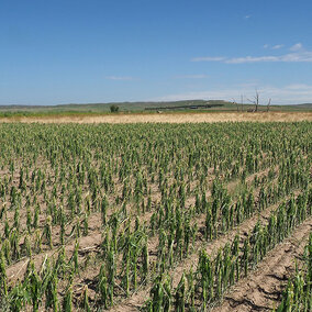 Hailed field