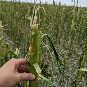 Hail-damaged corn