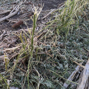 Hail-damaged soybean