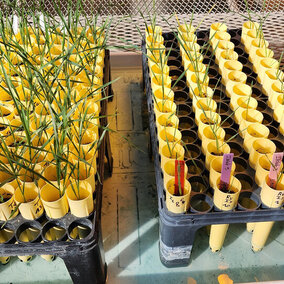 Wheat variety test samples