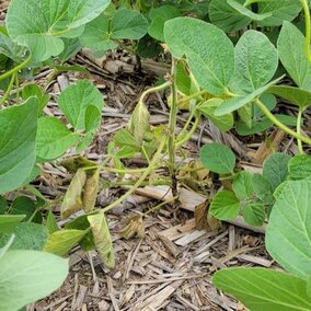 phytophthora symptoms on soybean plant