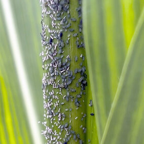 Corn leaf aphids