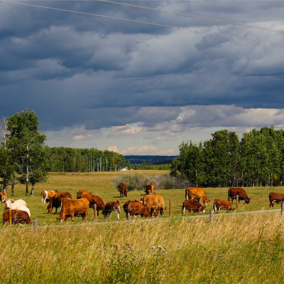 Cattle in pasture during storm