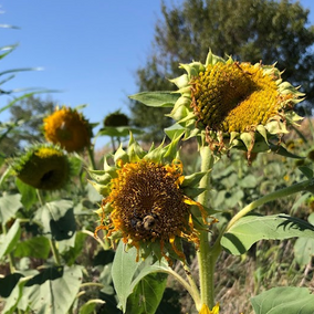 Sunflower cover crop