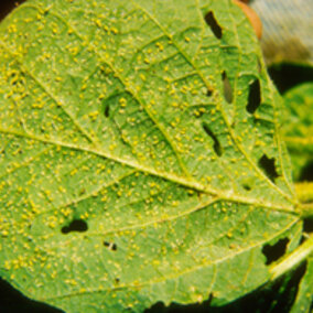 Soybean aphids on leaf