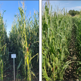 Hail damaged corn fields