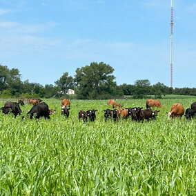 Cattle in pasture