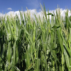Corn field