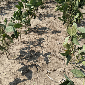 Drought-stressed soybean field