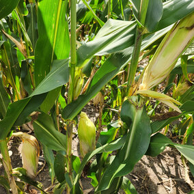 Drooping corn ears