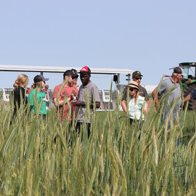 Wheat plot tour participants in field