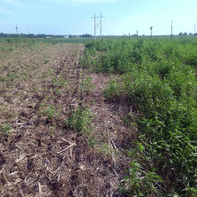 Cover crop field