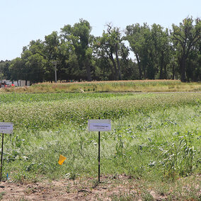 Cover crop field at WCREEC