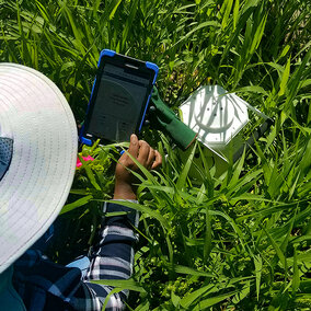 Researcher measures nitrous oxide emissions in millet field