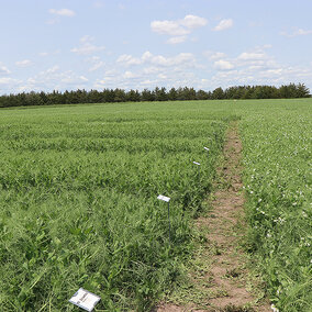 Spring pea field