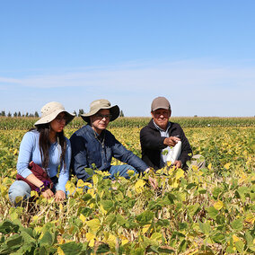 Researchers examine dry bean field