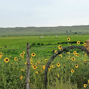 Field with sunflowers