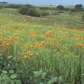 Native prairie field