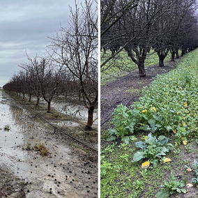 Orchard with mustard cover crop