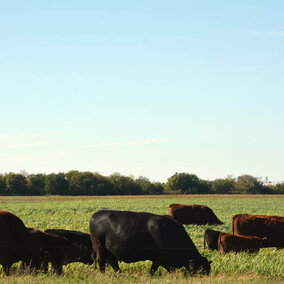 Cattle grazing pasture