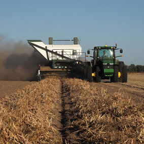 Dry bean combine harvesting field