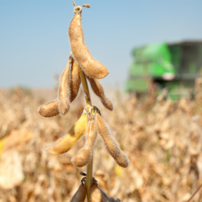 Combine harvesting soybean field