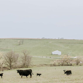 Cattle in pasture