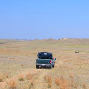 Pickup truck driving through pasture