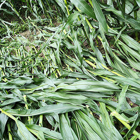 Wind damaged corn fields