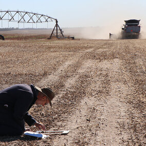 Gary Stone kneeling in field counting beans