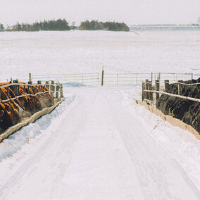 Cattle at feed troughs