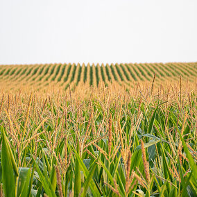 Corn field