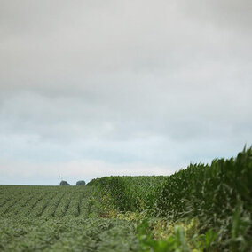 Field under cloudy sky