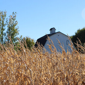 Wheat field and barn