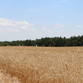 Millet field