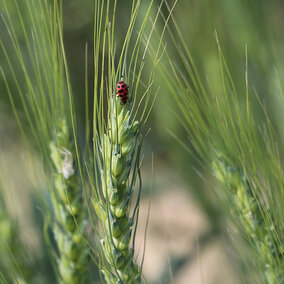 Ladybug on wheat stem