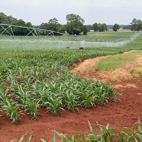 Corn field under center pivot