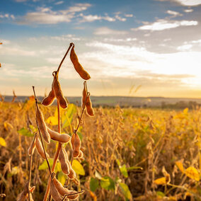 Soybean field