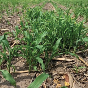 Corn volunteers in field