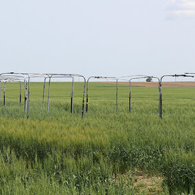 Sawfly traps in field