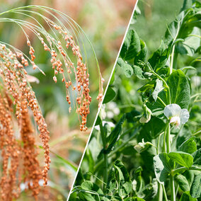 Proso millet and peas side by side