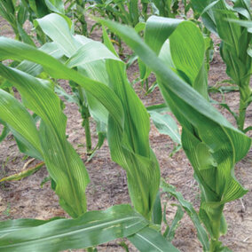 Sulfur deficiency in corn
