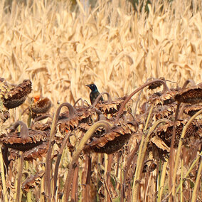 cowbird in sunflower field