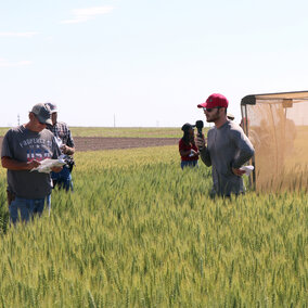 men talking in wheat field